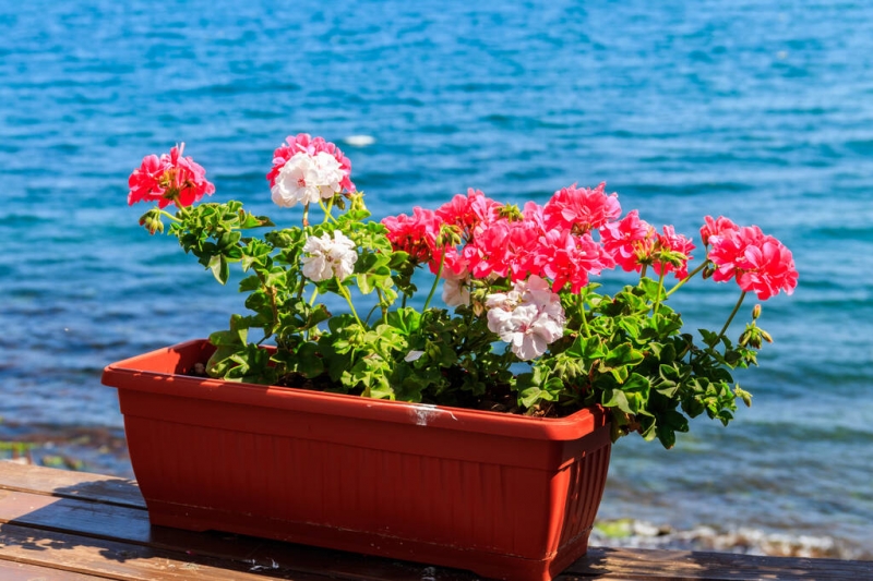 United Nations recognise bioplastics as sustainable alternative to conventional plastics